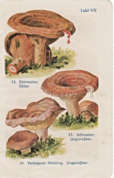 Alter Druck von 1918 - Edelreizker, Giftreizker, verborgener Milchling